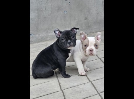1 american bully micro-pocket  a1223.jpg